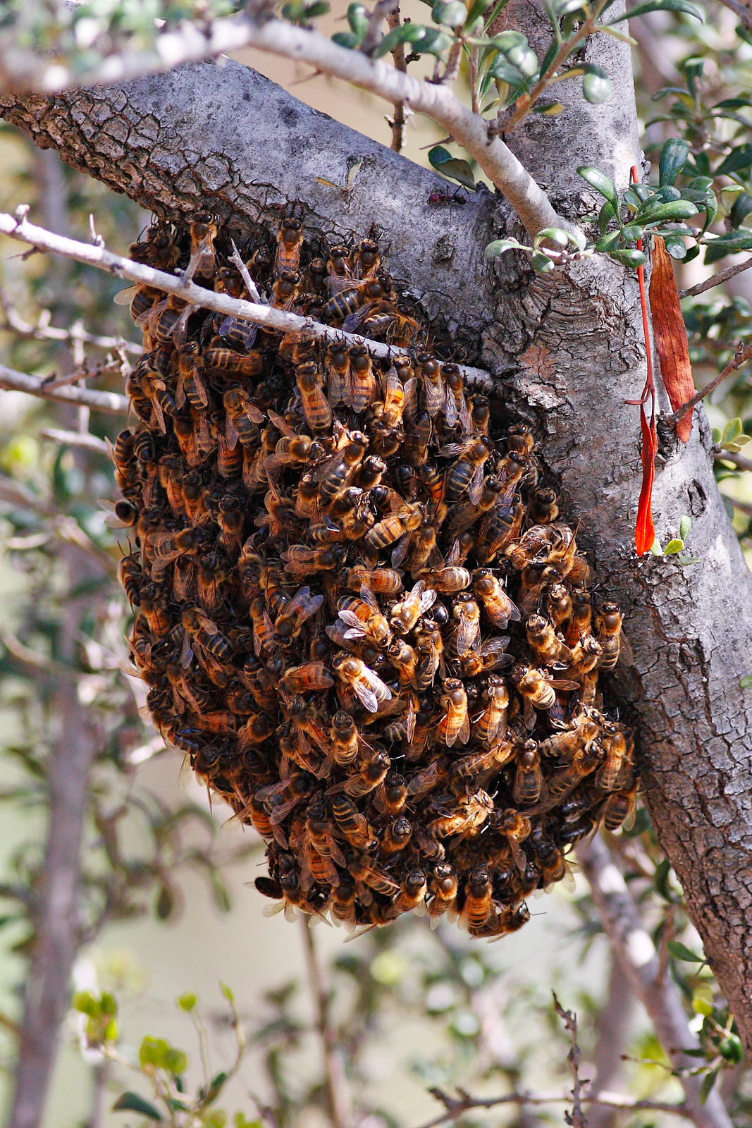 report-a-swarm-southern-oregon-beekeepers-association
