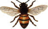 Bee School - bee