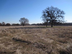 Organic BeekeepingPost on Drought