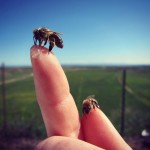 Bees on Sarah's finger