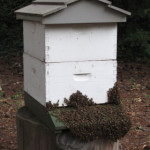 beebeard