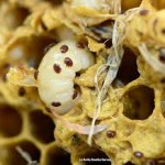 mites on larvae