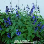 Black and Blue Salvia