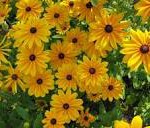 Black-eyed Susan