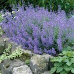 Blue catmint