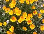 CA Poppy