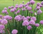 Chives