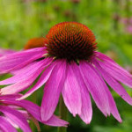 Coneflower