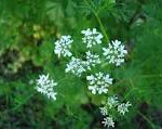 Coriander