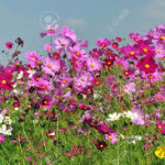 Cosmos
