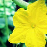 Cucumber