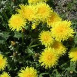 Dandelion