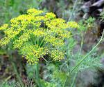 Dill
