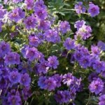 Geranium