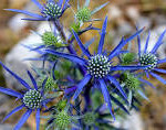 Globe Thistle
