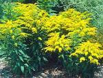 Goldenrod
