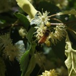 Honeybee and Linden flowers