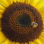 Honeybee and Sunflower pollen