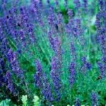 Hyssop