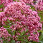 Joe Pye Weed