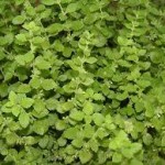 Lemon Balm