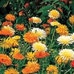 Marigold