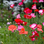 Poppy