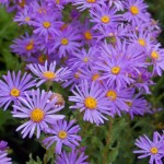 Purple Aster