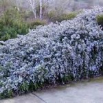 Rosemary