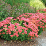 Sedum