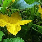 Squash