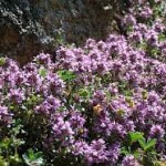 Thyme