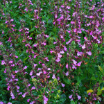 Wall Germander