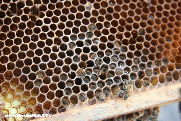 Starved Bees
